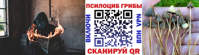 omg как войти  купить наркотики цена  Пермь  Псилоцибиновые грибы Cubensis 